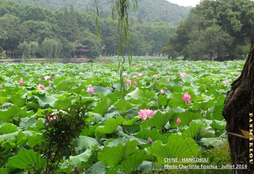 Charlotte- Hangzhou 006.JPG